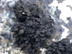 Peltula bolanderi thumbnail 2
