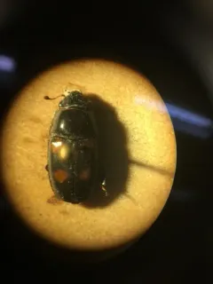 Glischrochilus obtusus thumbnail 1