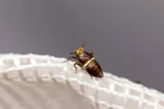 Pissonotus delicatus thumbnail 2