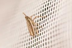 Scolops angustatus thumbnail 2