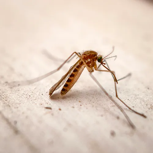 Northern Frog-biting Mosquito
