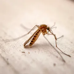 Northern Frog-biting Mosquito thumbnail 1