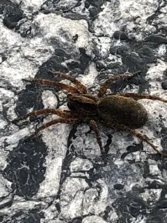 Spurred Secretive Wolf Spider thumbnail 2