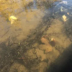 Hydrilla thumbnail 3