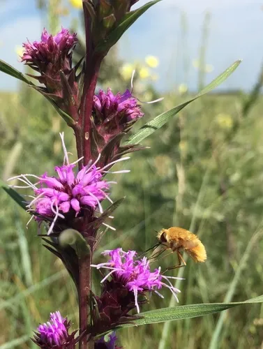 Heterostylum croceum