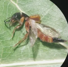 Belonuchus rufipennis thumbnail 3