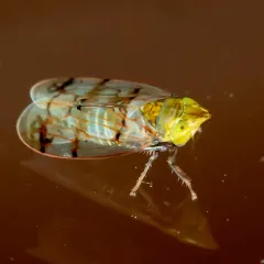 Japanese Maple Leafhopper thumbnail 1