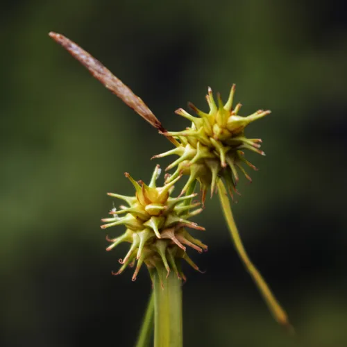 yellow-green sedge