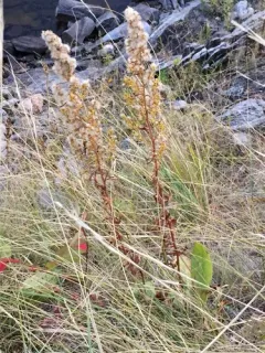 Pale Showy Goldenrod thumbnail 4