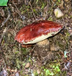 Manzanita bolete thumbnail 1