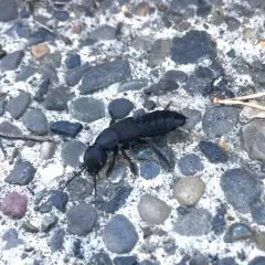 Devil's Coach Horse Beetle thumbnail 2