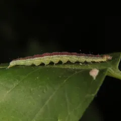 Honeysuckle Moth thumbnail 2