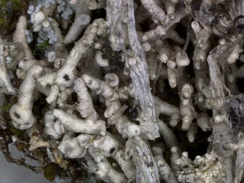 Eyed Wart Lichen