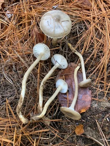 Hygrophorus morrisii