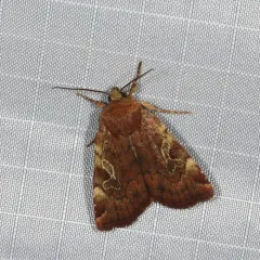Catocaline Dart thumbnail 3