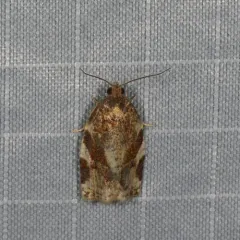 Duskyback Leafroller thumbnail 2