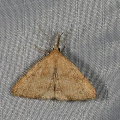 Pale Phalaenostola Moth thumbnail 2