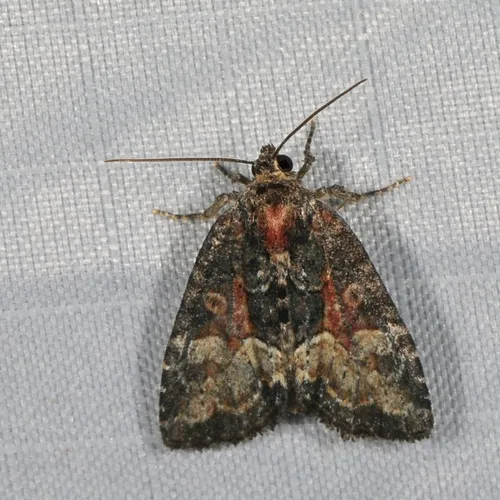 Connected Brocade