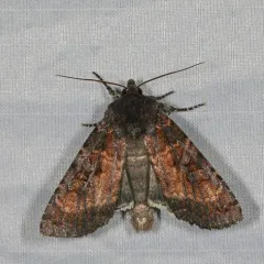 Great Brown Dart thumbnail 2