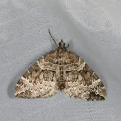 White Eulithis Moth thumbnail 4