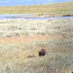 Brown Bear thumbnail 2