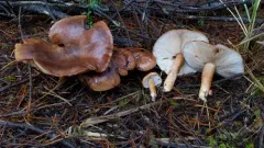 Tricholoma albobrunneum thumbnail 1