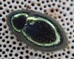 Lioligus nitidus thumbnail 2