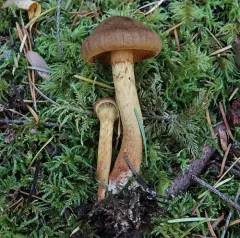 cinnamon webcap thumbnail 2