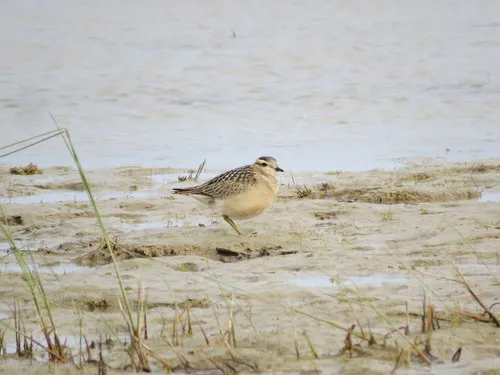 Eurasian Dotterel