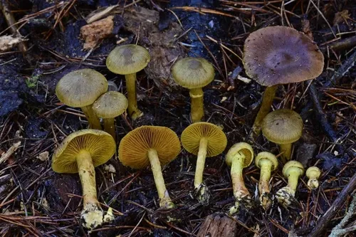 Cortinarius hadrocroceus