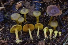 Cortinarius hadrocroceus thumbnail 1