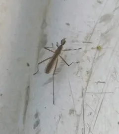 Micropeza lineata thumbnail 4