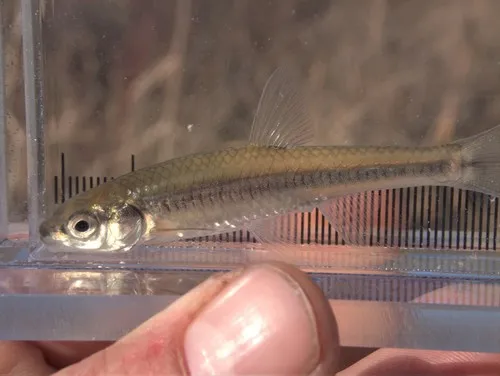 Blacknose Shiner