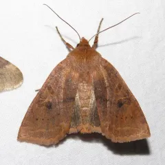 Sloping Sallow thumbnail 3