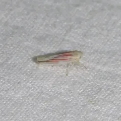 Red-streaked Leafhopper thumbnail 2