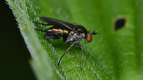 Gymnopternus scotias