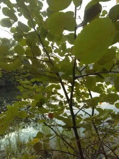 roundleaf shadbush thumbnail 3
