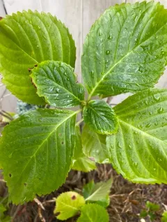 mophead hydrangea thumbnail 3