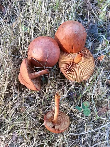 Cortinarius cinnamomeoluteus