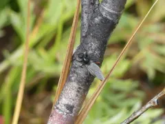 Bibio bryanti thumbnail 3