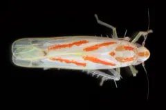 Dikrella cruentata thumbnail 3