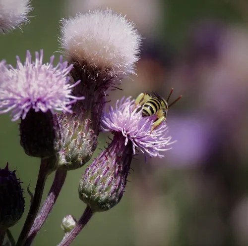 Wide-legged Sweat Bee