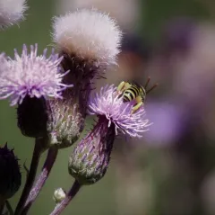 Wide-legged Sweat Bee thumbnail 1
