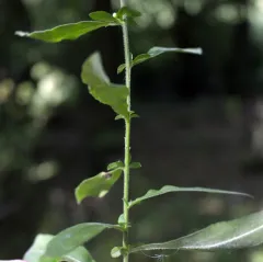 Ontario Aster thumbnail 1