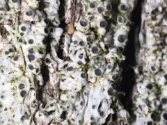 False Sunken Disk Lichen thumbnail 3