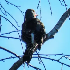 Northern Flicker thumbnail 4