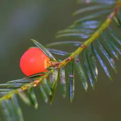 Pacific yew thumbnail 4