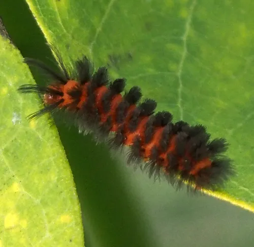 Unexpected Cycnia Moth