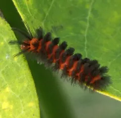 Unexpected Cycnia Moth thumbnail 1