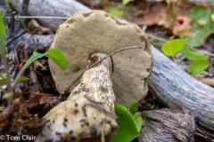 Leccinum insolens thumbnail 2